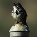 Song Sparrow Sings