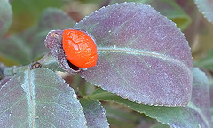 Euonymus alatus 'Compactus' DSC 0080