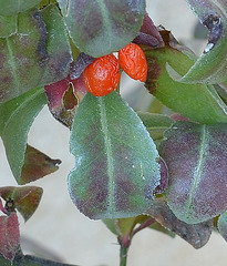 Euonymus alatus 'Compactus' DSC 0081