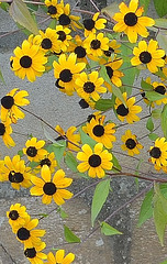 Rudbeckia triloba DSC 0082