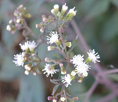 Eupatorium rugosum 'chocolate' DSC 0084