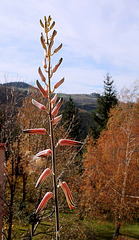 Aloe somaliensis