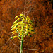 Aloe x greenii ( sinkantana x ?)