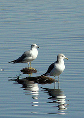 Ring-Billed and California Gulls