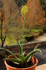 Aloe x greenii ( sinkantana x ?)