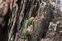 20120518 0254RAw [E] Goldgras (Lamarckia aurea), Rio Almonte, EX208, Extremadura