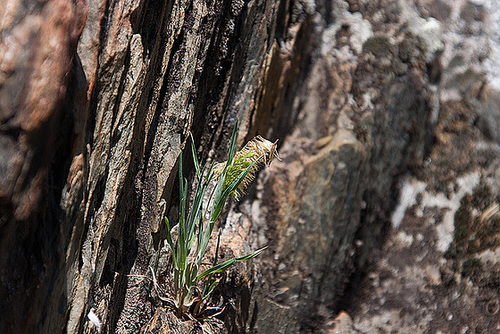 20120518 0254RAw [E] Goldgras (Lamarckia aurea), Rio Almonte, EX208, Extremadura