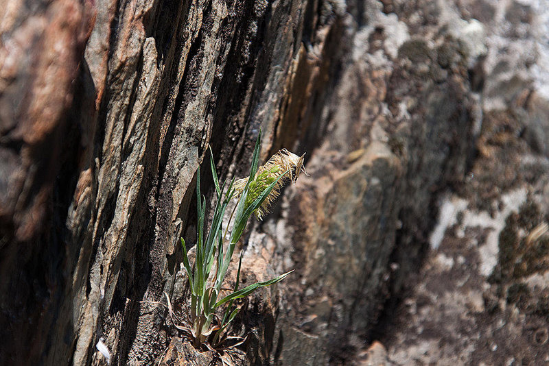20120518 0254RAw [E] Goldgras (Lamarckia aurea), Rio Almonte, EX208, Extremadura