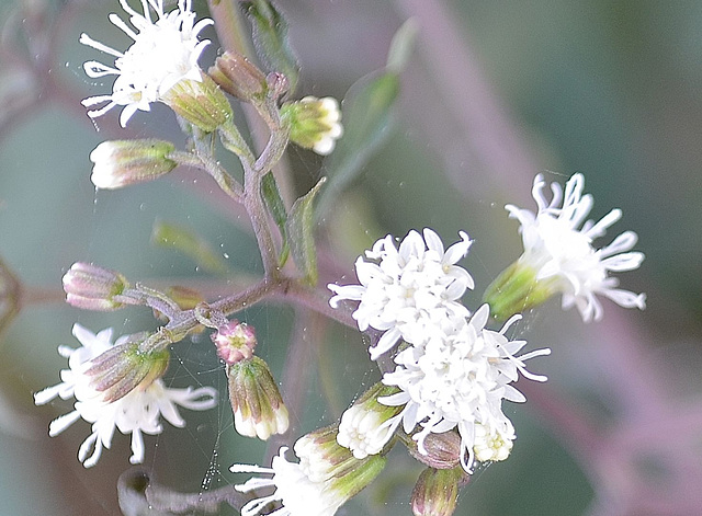 Eupatorium rugosum 'chocolate' DSC 0085