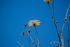 20120518 0257RAw [E] Möhre (Daucus carota), Rio Almonte, EX208, Extremadura