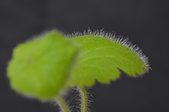 Erodium pelargoniflorum DSC 0014