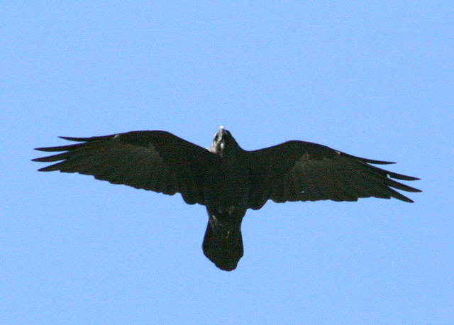 American Crow