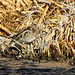 Wilson's Snipe (Gallinago delicata)