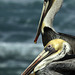 Brown Pelicans (Pelecanus occidentalis)