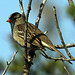 White-Crowned Sparrow