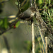 Bushtit