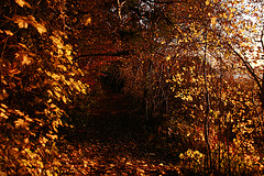 Leaves Alley