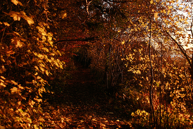 Leaves Alley