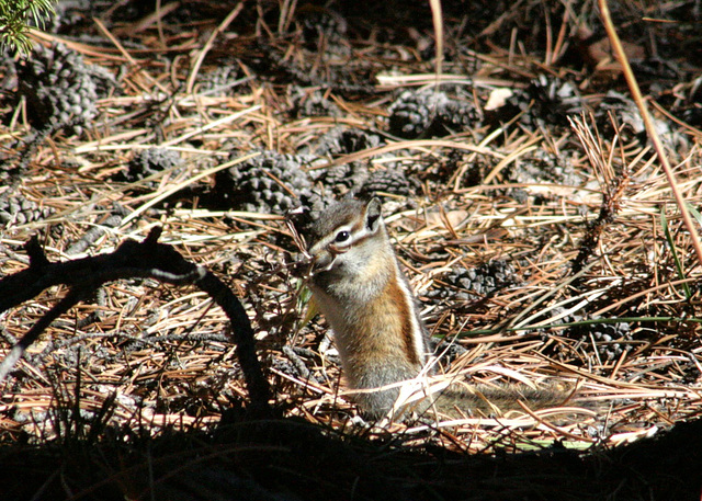 Chipmunk