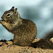 California Ground Squirrel