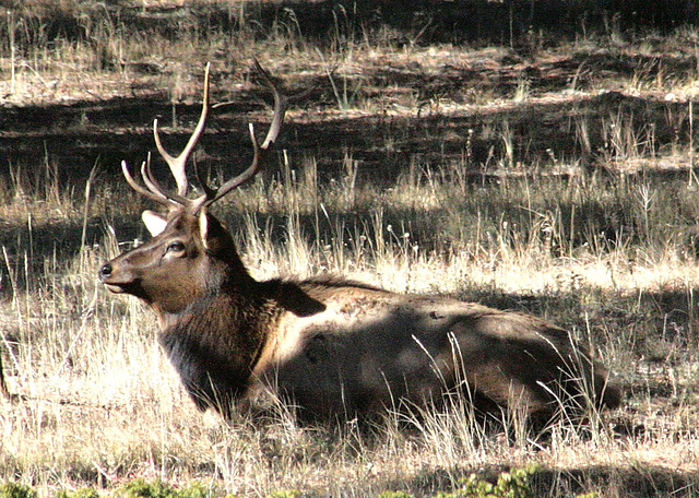 Elk