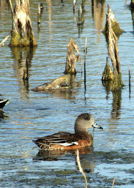 American Wigeon