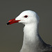 Heermann's Gull