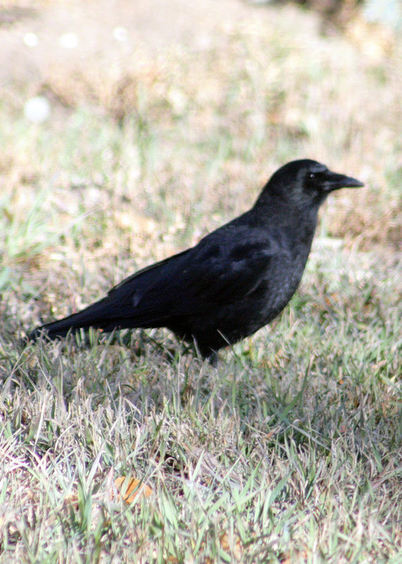 American Crow