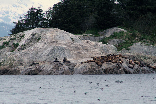 Day 9: Sea lions & Common Murres
