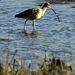 Long-Billed Curlew