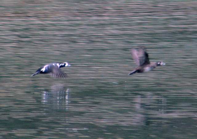 Day 9: Harlequin Ducks