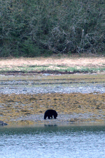 Day 9: Black Bear