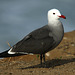 Heermann's Gull