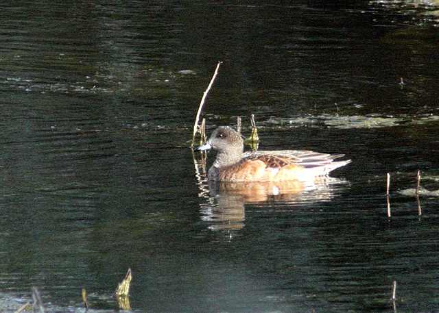 American Wigeon