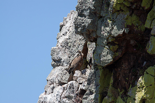 20120518 0265RAw [E] Gänsegeier, Monfragüe