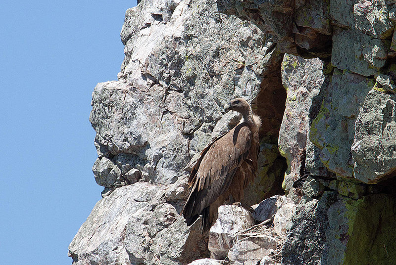 20120518 0266RAw [E] Gänsegeier, Monfragüe