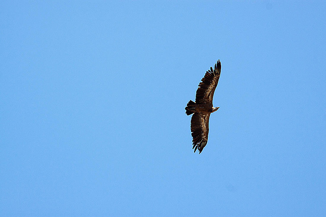 20120518 0269RAw [E] Gänsegeier, Monfragüe