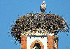 CIGOGNE..
