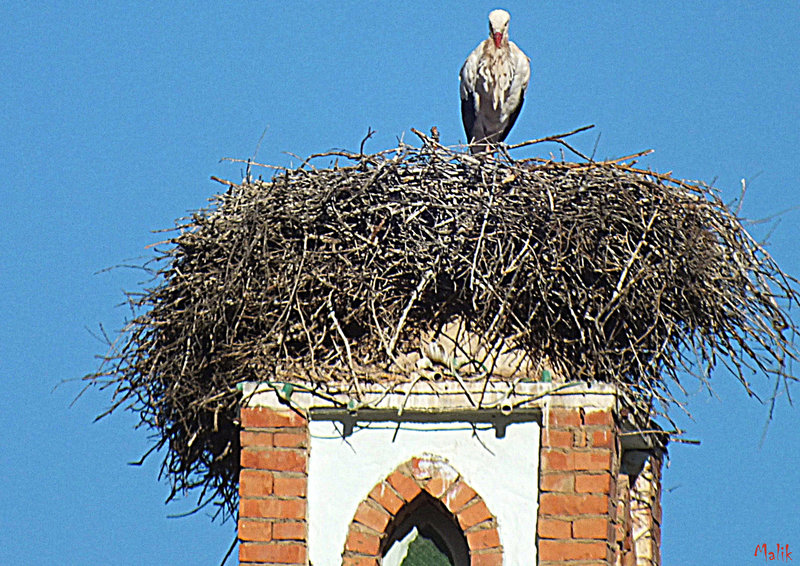 CIGOGNE..