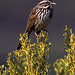 Song Sparrow