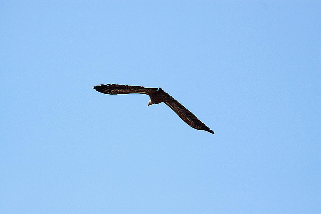 20120518 0272RAw [E] Gänsegeier, Monfragüe