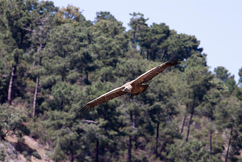 20120518 0274RAw [E] Gänsegeier (Gyps fulvus), Monfragüe, Parque Natural, Extremadura