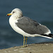 California Gull