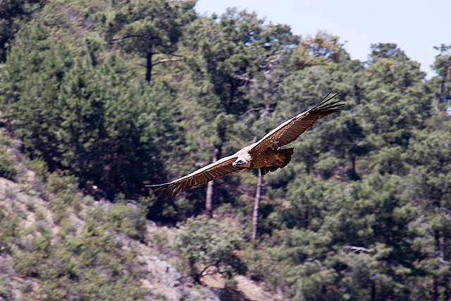 20120518 0277RAw [E] Gänsegeier, Monfragüe