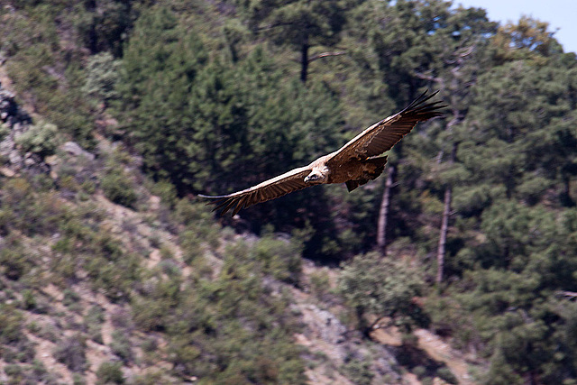 20120518 0278RAw [E] Gänsegeier, Monfragüe