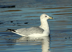 Ring-Billed Gull (Larus delawarensis)