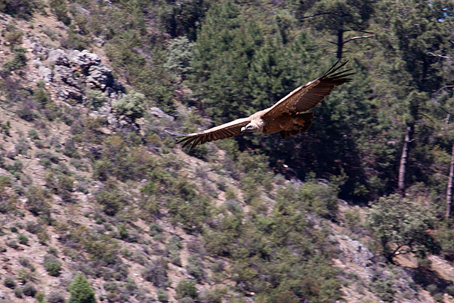 20120518 0279RAw [E] Gänsegeier, Monfragüe