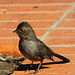 California Towhee