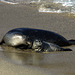 Seal and Pup