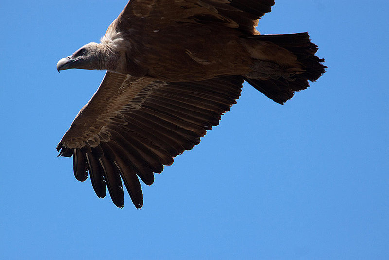 20120518 0292RAw [E] Gänsegeier (Gyps fulvus), Monfragüe, Parque Natural, Extremadura